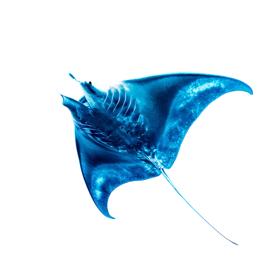 How to Build a Netflix Clone with WordPress: A Comprehensive Guide