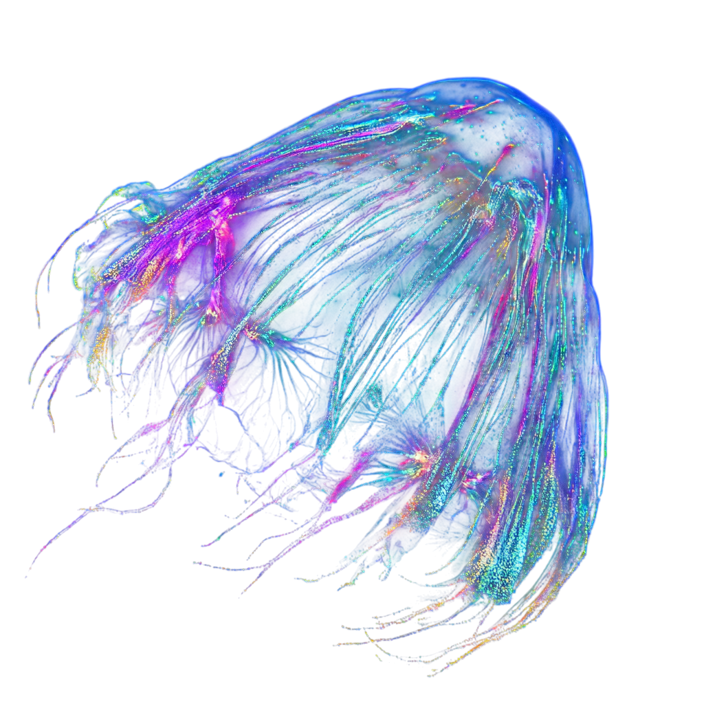 Bioluminescent sea creature illustration